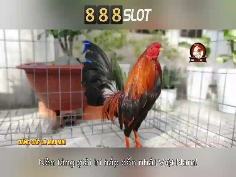 888slot – Đánh giá và trải nghiệm